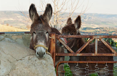 Giarratana Horse & Donkey Fair