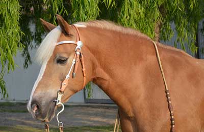 Giarratana Horse & Donkey Fair