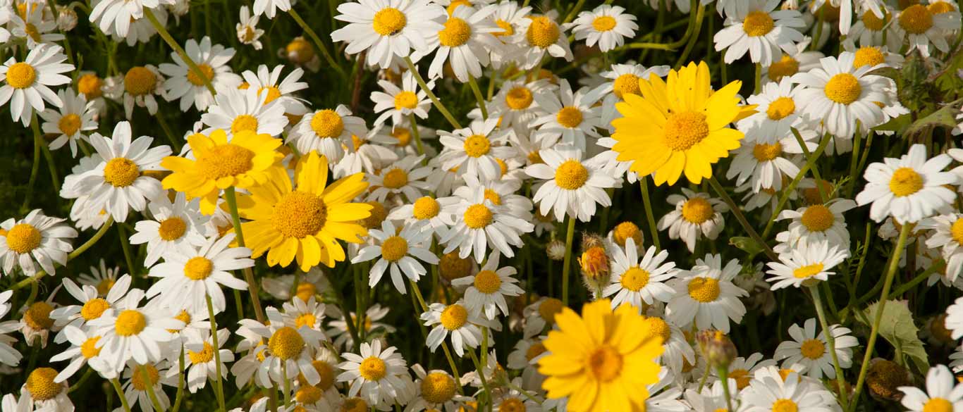 Wild flowers of Sicily